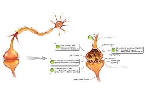 Neurons and closeup of synapse Stock Illustration
