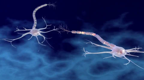 Neurons and Dendrites Stock Footage 26229478