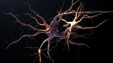 Neurons and nervous system Stock Footage 113945109