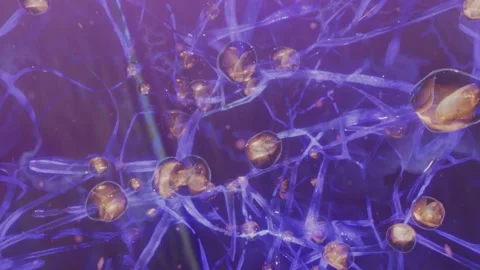 Neurons in the brain, looping 스톡 동영상 168894212