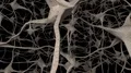 Neurons brain mind axon thought neural network dendrite cell health science 4k 4k or 4k+ Resolution