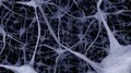 Neurons brain mind axon thought neural network dendrite cell health science 4k 4k or 4k+ Resolution