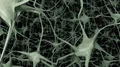 Neurons brain mind axon thought neural network dendrite cell health science 4k 4k or 4k+ Resolution