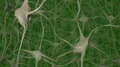 Neurons brain mind axon thought neural network dendrite cell health science 4k 4k or 4k+ Resolution