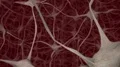 Neurons brain mind axon thought neural network dendrite cell health science 4k 4k or 4k+ Resolution