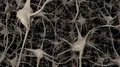 Neurons brain mind axon thought neural network dendrite cell health science 4k 4k or 4k+ Resolution
