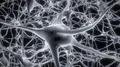 Neurons brain mind axon thought neural network hologram cell health science 4k 4k or 4k+ Resolution