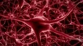 Neurons brain mind axon thought neural network hologram cell health science 4k 4k or 4k+ Resolution
