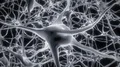 Neurons brain mind axon thought neural network hologram cell health science 4k 4k or 4k+ Resolution