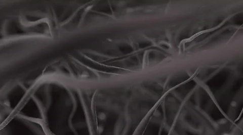 Neurons, brainstorm, LOOP Stock Footage 365868