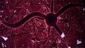 Neurons, brainstorm, seamless loop, red and fast version. 4k or 4k+ Resolution