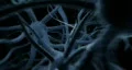 neurons HD Footage
