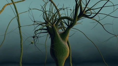 Neurons Stock Footage 58479048