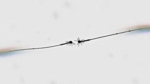 Neurons making new connection, animation, no background, transparent, alpha data Stockbeeldmateriaal 344396165