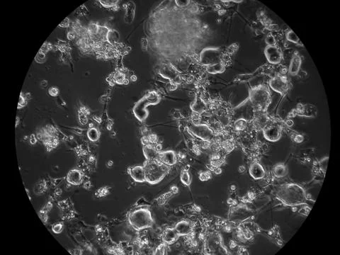 Neurons at microscope Stock Photos