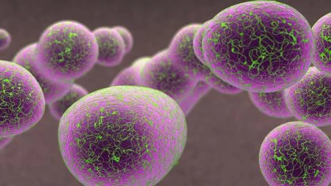 Neurons Nerve Cell Model Stock Illustration