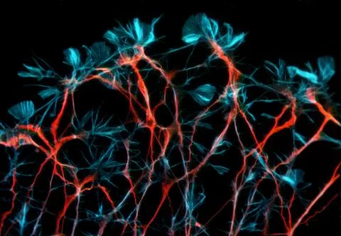 Neurons Stock Photos