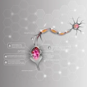 Neurons, Synapse Illustrazione stock
