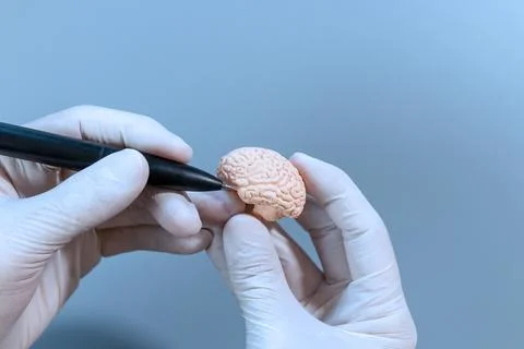 Neuroscience Instruction on Mini Brain Stock Photos