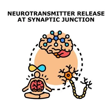 Neurotransmitter release at synaptic junction concept Stock Illustration