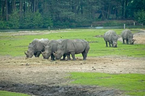 Neushoorn 3 Fotos Stock