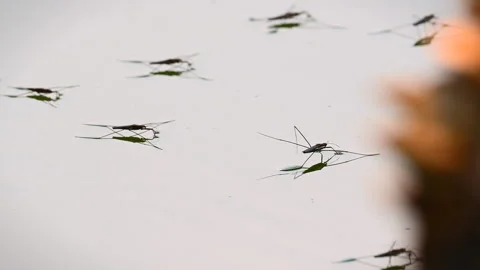 Neuston moving around in a pond with foreground Video stock 314554047