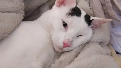 Neutered cat 스톡 동영상 129887651