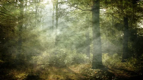 Neutral Colored Abstract Forest Background Loop Stock-Footage 88771056