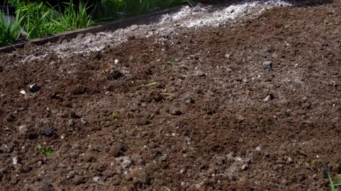 Neutralization of soil acidity with dolomite flour, preparing the garden for Stock Footage 247425193