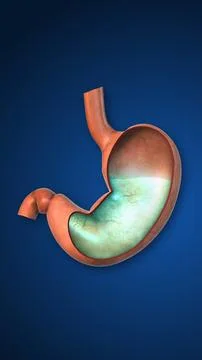 Neutralize Digestive Acid present in Stomach Illustrazione stock
