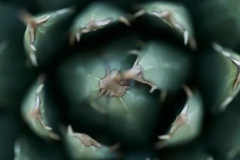 Nevada Agave close Stock Photos