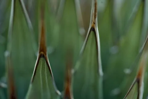 Nevada Agave macro Stock Photos