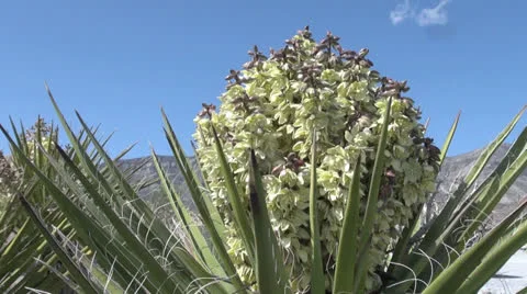 Nevada blooming yucca close up Stock Footage 24686624