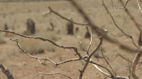 Nevada desert Видео 116050615