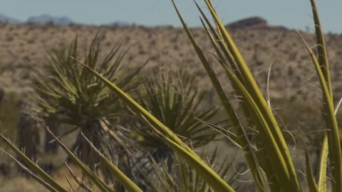 Nevada desert Видео 116051833