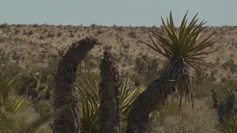 Nevada desert Видео 116051912