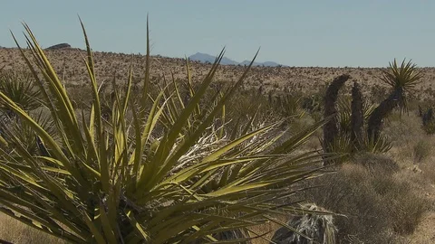 Nevada desert Видео 116052310