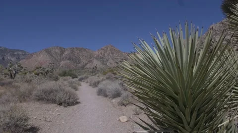 Nevada Desert Landscape Pan Vídeo Stock 135362942