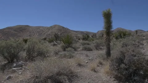 Nevada Desert Landscape Static and Pan Stock Footage 135362695