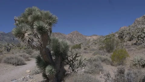 Nevada Desert Landscape Static Shot Vídeo Stock 135362390