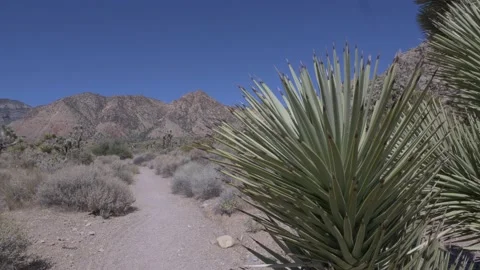 Nevada Desert Trail Landscape Vídeo Stock 135362391