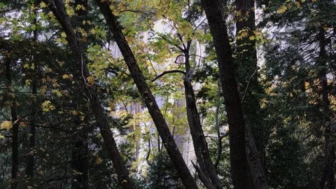 Nevada Falls Behind Tree Branches Yosemite California Stock Footage 297336002