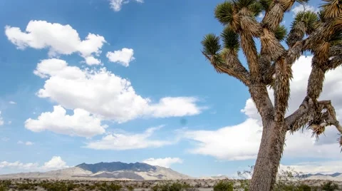 Nevada tree desert timelapse Stock Footage 56133427