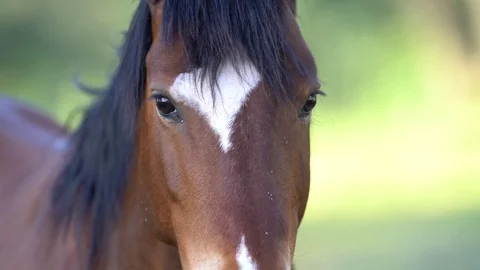 Nevada Wild Horse Stock Footage 107476380