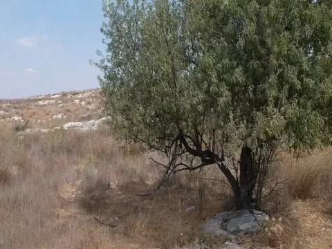 Never ending crane shot over tree and land Stock Footage 80344501