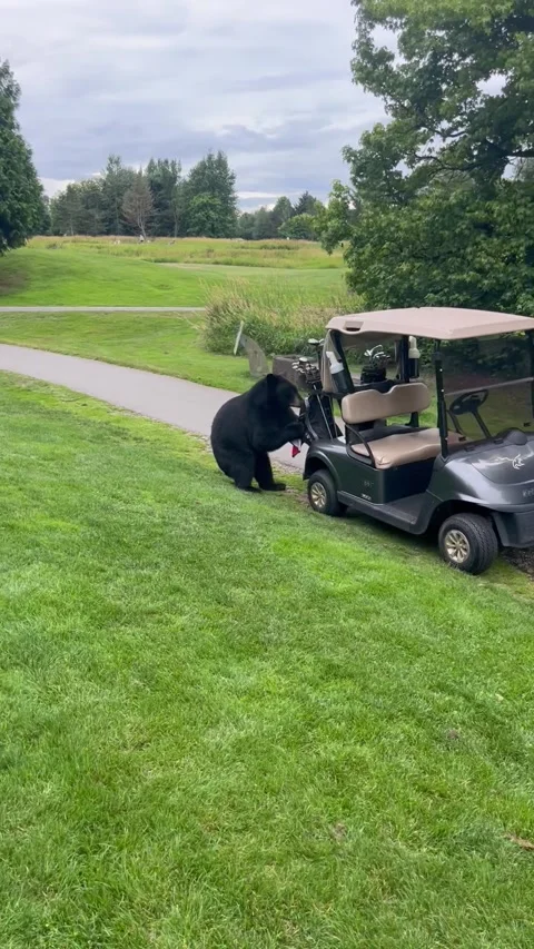 Never Get Between a Bear and His Clubs, Pitt Meadows, British Columbia, Canada - 库存影片 339794913