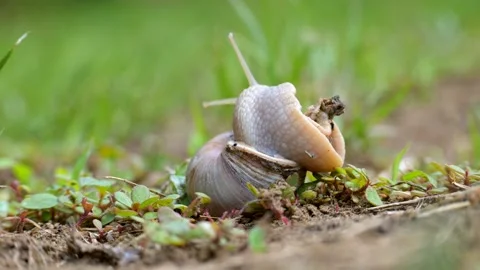 Never give up Stock Footage 275656808
