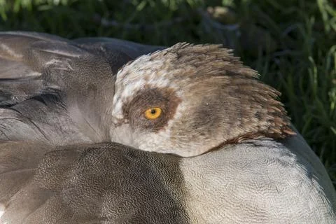 Never properly asleep Foto stock