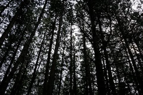 Never see the sky into the forest Photos