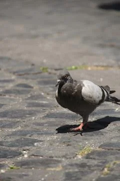 Never seen before Stock Photos